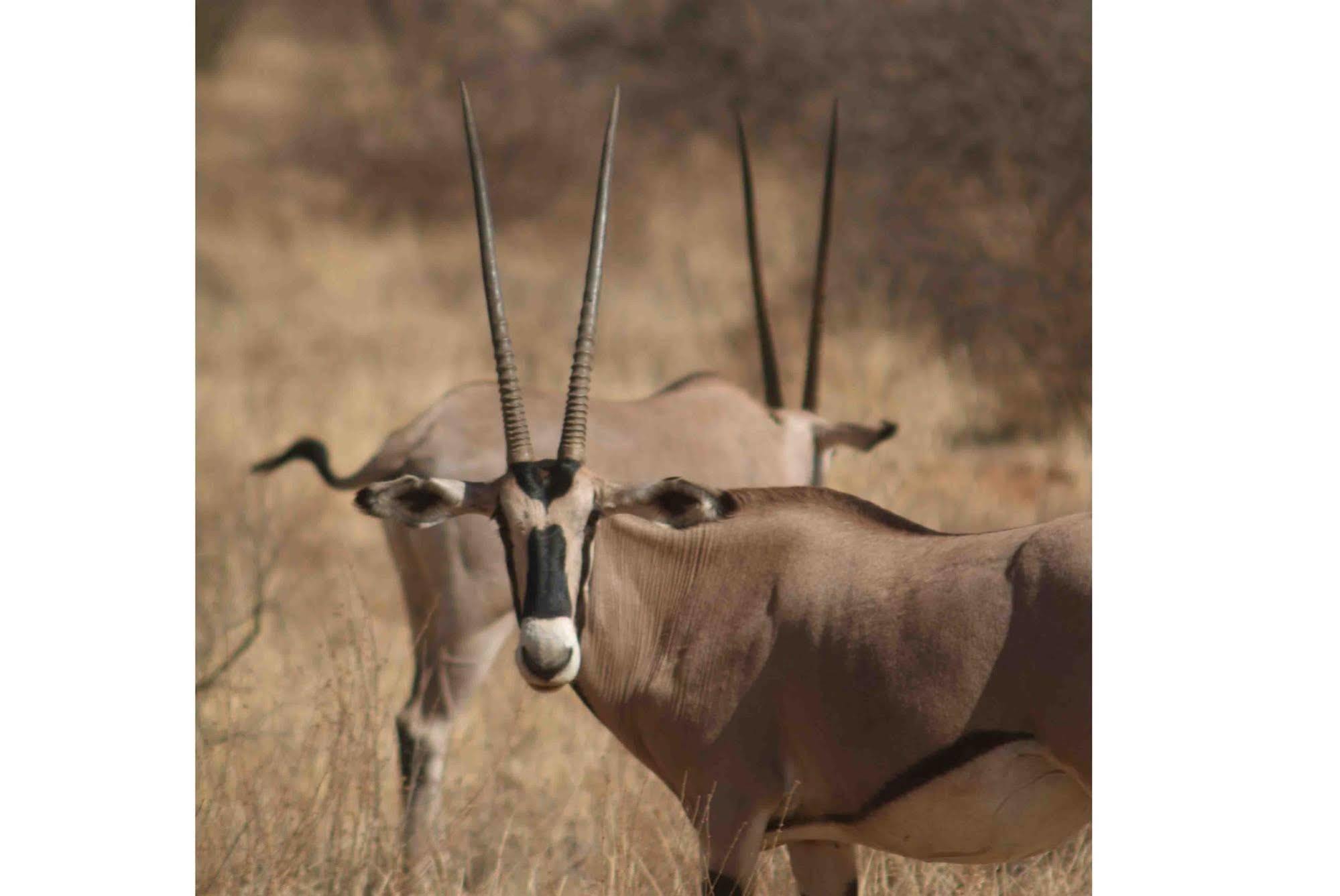 Sarova Shaba Game Lodge Archers Post Экстерьер фото